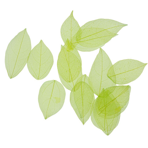 Dried Leaves- Magnolia (various colors)