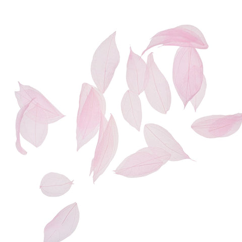 Dried Leaves- Magnolia (various colors)