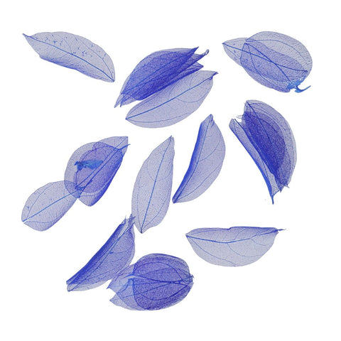 Dried Leaves- Magnolia (various colors)