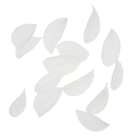 Dried Leaves- Magnolia (various colors)