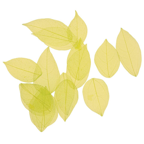 Dried Leaves- Magnolia (various colors)