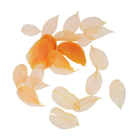 Dried Leaves- Magnolia (various colors)