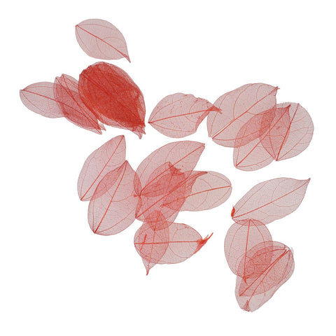Dried Leaves- Magnolia (various colors)