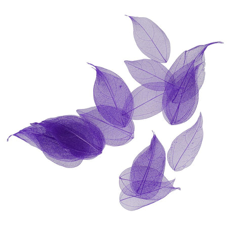 Dried Leaves- Magnolia (various colors)